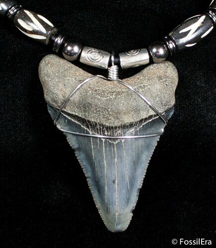Inch Megalodon Tooth Necklace #2769